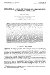 Structural Model of Thorax and Abdomen for Respiratory Mechanics