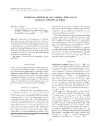 Synchytrium Solstitiale Sp. Nov. Causing a False Rust on Centaurea Solstitialis in France