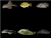 Existence of Invasive Species and Its Effect on Fishcages in Selected Municipality of Eastern Laguna Introduction
