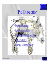 Pig Dissection Slides