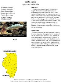 Redfin Shiner Lythrurus Umbratilis Kingdom: Animalia FEATURES Phylum: Chordata the Redﬁn Shiner Is About Two to Three Inches in Class: Osteichthyes Length