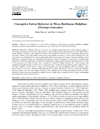Conceptive Estrus Behavior in Three Bottlenose Dolphins (Tursiops Truncatus)