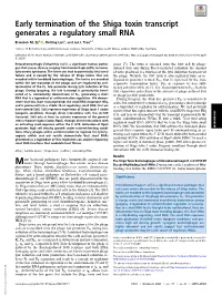 Early Termination of the Shiga Toxin Transcript Generates a Regulatory Small RNA