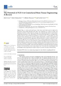 The Potential of FGF-2 in Craniofacial Bone Tissue Engineering: a Review