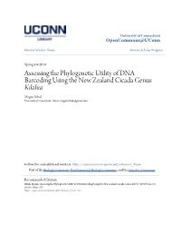 Assessing the Phylogenetic Utility of DNA Barcoding Using the New Zealand Cicada Genus Kikihia Megan Ribak University of Connecticut - Storrs, Megan.Ribak@Gmail.Com