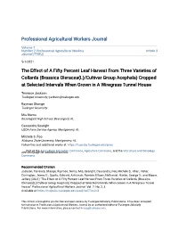 The Effect of a Fifty Percent Leaf Harvest from Three Varieties Of