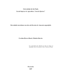 Carolinarivieraduarte.Pdf