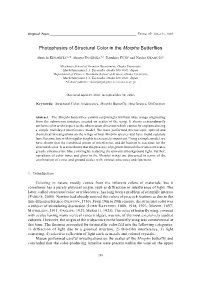 Photophysics of Structural Color in the Morpho Butterflies