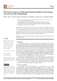 Bartonella Alsatica in Wild and Domestic Rabbits (Oryctolagus Cuniculus) in the Netherlands