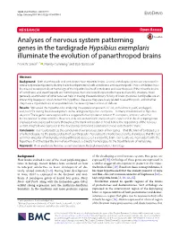 Analyses of Nervous System Patterning Genes in the Tardigrade Hypsibius Exemplaris Illuminate the Evolution of Panarthropod Brains Frank W