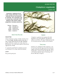 Algae Sheets-Invasive Elsewhere
