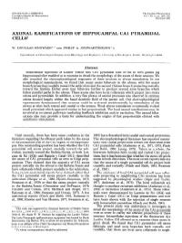 Axonal Ramifications of Hippocampal Ca1 Pyramidal Cells
