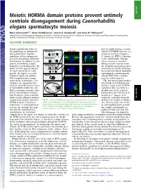 Meiotic HORMA Domain Proteins Prevent Untimely Centriole