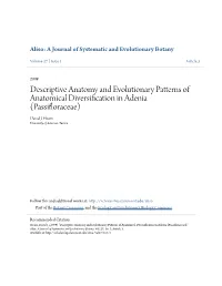 Descriptive Anatomy and Evolutionary Patterns of Anatomical Diversification in Adenia (Passifloraceae) David J
