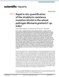 Rapid in Situ Quantification of the Strobilurin Resistance Mutation G143A in the Wheat Pathogen Blumeria Graminis F. Sp. Tritici