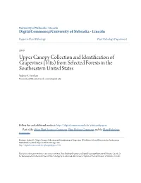 Upper Canopy Collection and Identification of Grapevines (Vitis) from Selected Forests in the Southeastern United States Sydney E