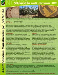 Xanthomonas Translucens Pv . Pistaciae
