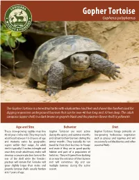 Gopher Tortoise Gopherus Polyphemus