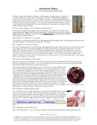 Demodectic Mange Drs