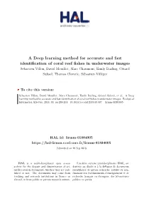 A Deep Learning Method for Accurate and Fast Identification