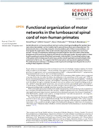 Functional Organization of Motor Networks in the Lumbosacral Spinal Cord of Non-Human Primates Received: 27 June 2018 Amirali Toossi1,5, Dirk G