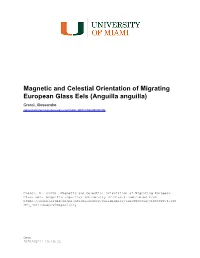 Magnetic and Celestial Orientation of Migrating European Glass Eels