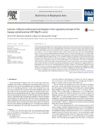 Calcium-Induced Conformational Changes in the Regulatory Domain of the Human Mitochondrial ATP-Mg/Pi Carrier