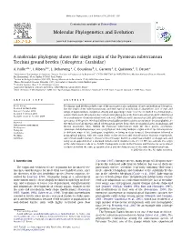 A Molecular Phylogeny Shows the Single Origin of the Pyrenean Subterranean Trechini Ground Beetles (Coleoptera: Carabidae)