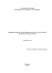 Jacson Ferreira Versao Revisada.Pdf