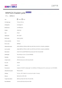 MRPS26 Rabbit Pab 产品说明书