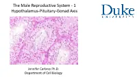 The Male Reproductive System - 1 Hypothalamus-Pituitary-Gonad Axis