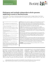 Phylogeny and Multiple Independent Whole‐Genome Duplication Events