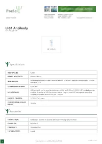 LIG1 Antibody Cat