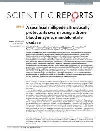 A Sacrificial Millipede Altruistically Protects Its Swarm Using a Drone