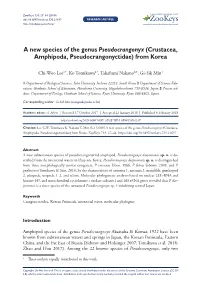A New Species of the Genus Pseudocrangonyx (Crustacea, Amphipoda, Pseudocrangonyctidae) from Korea