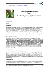 Chamaedorea Alternans Conservation Fact Sheet