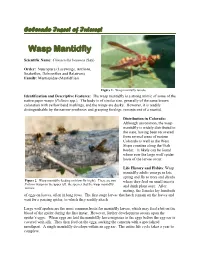 Wasp Mantidfly
