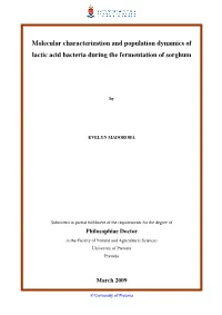 Molecular Characterization and Population Dynamics of Lactic Acid Bacteria During the Fermentation of Sorghum
