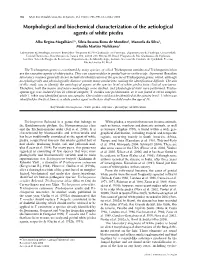 Morphological and Biochemical Characterization of the Aetiological Agents of White Piedra