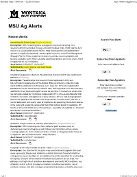 Insecticides for Pulse Crops