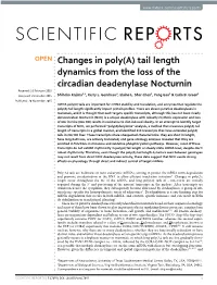 Changes in Poly(A) Tail Length Dynamics from the Loss of the Circadian Deadenylase Nocturnin