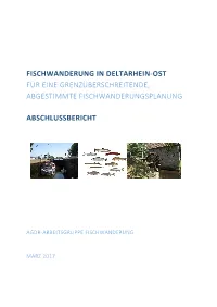 Fischwanderung in Deltarhein-Ost Für Eine