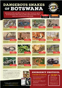 Botswana Has Fifty Eight Different Types of Snakes
