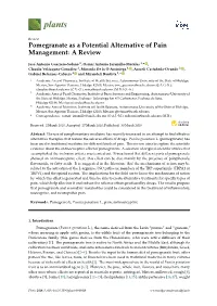 Pomegranate As a Potential Alternative of Pain Management: a Review