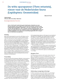 De Witte Sparspanner (Thera Vetustata), Nieuw Voor De Nederlandse Fauna (Lepidoptera: Geometridae)