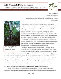 Bald Cypress & Dawn Redwood