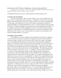 Introduction to the Trilobites: Morphology, Macroevolution and More by Michelle M