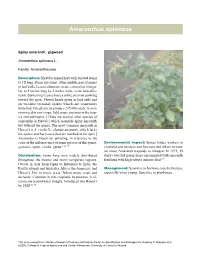 Amaranthus Spinosus