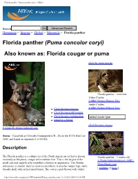 Florida Panther - Puma Concolor Coryi - Arkive