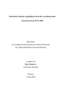 Functional Analysis of Peptidases from the Cyanobacterium Synechocystis